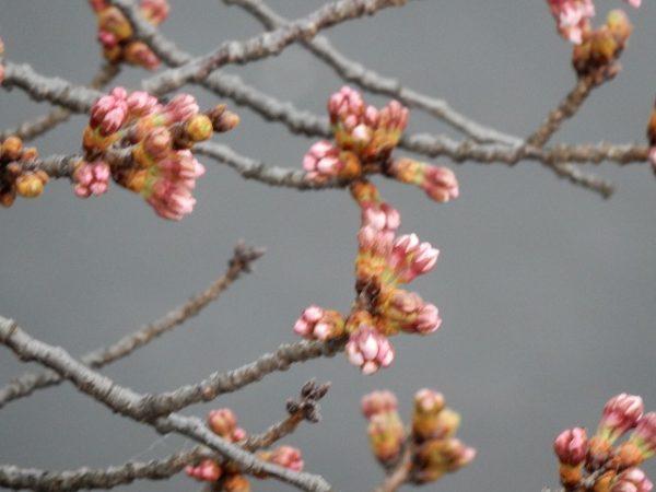 桜の蕾も膨らんでサムネイル